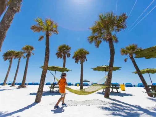jpeg-optimizer_palm-tree-hammock---clearwater-beach-4.jpg