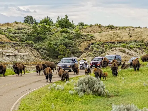 bison-herd-crosses-the-road-in-theodore-roosevelt-national-park.-credit-north-dakota-tourism.jpg