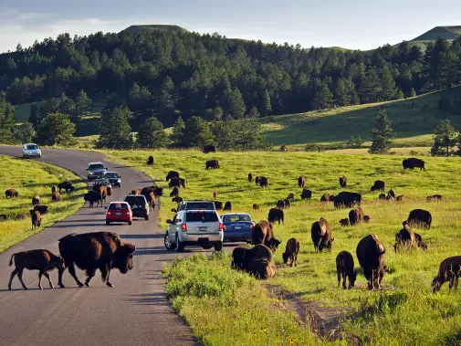 buffalo-jam-at-custer-state-park-courtesy-of-visitrapidcity.jpg