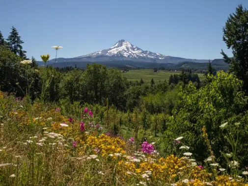 mt_hood_organic_farms_wildflowers_1.jpg