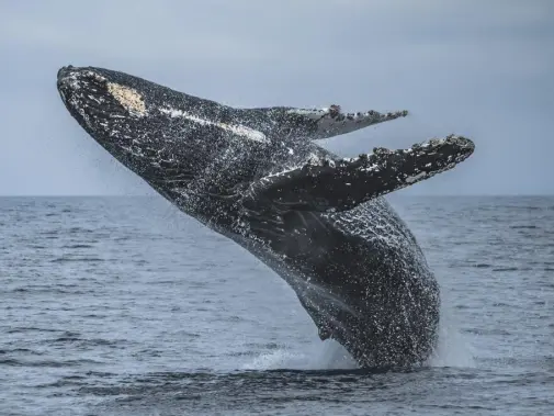 santabarbarachannel_whale_photobyadamernstercondorexpress-1.jpg